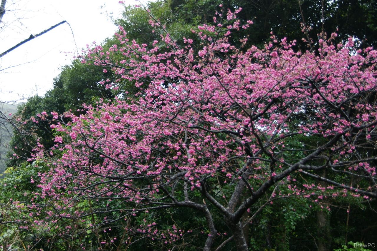 DSC04998 緋寒桜 本部 八重岳