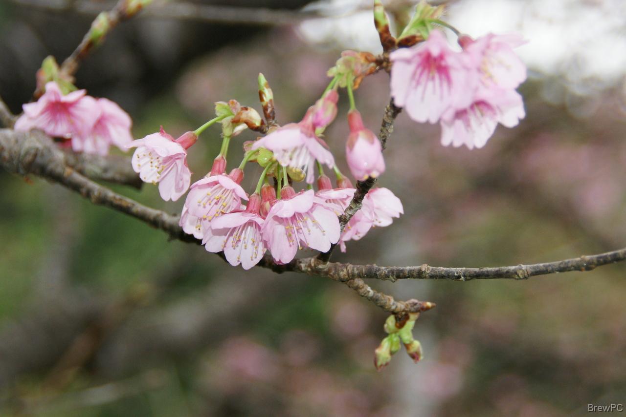DSC05496 緋寒桜 本部 八重岳