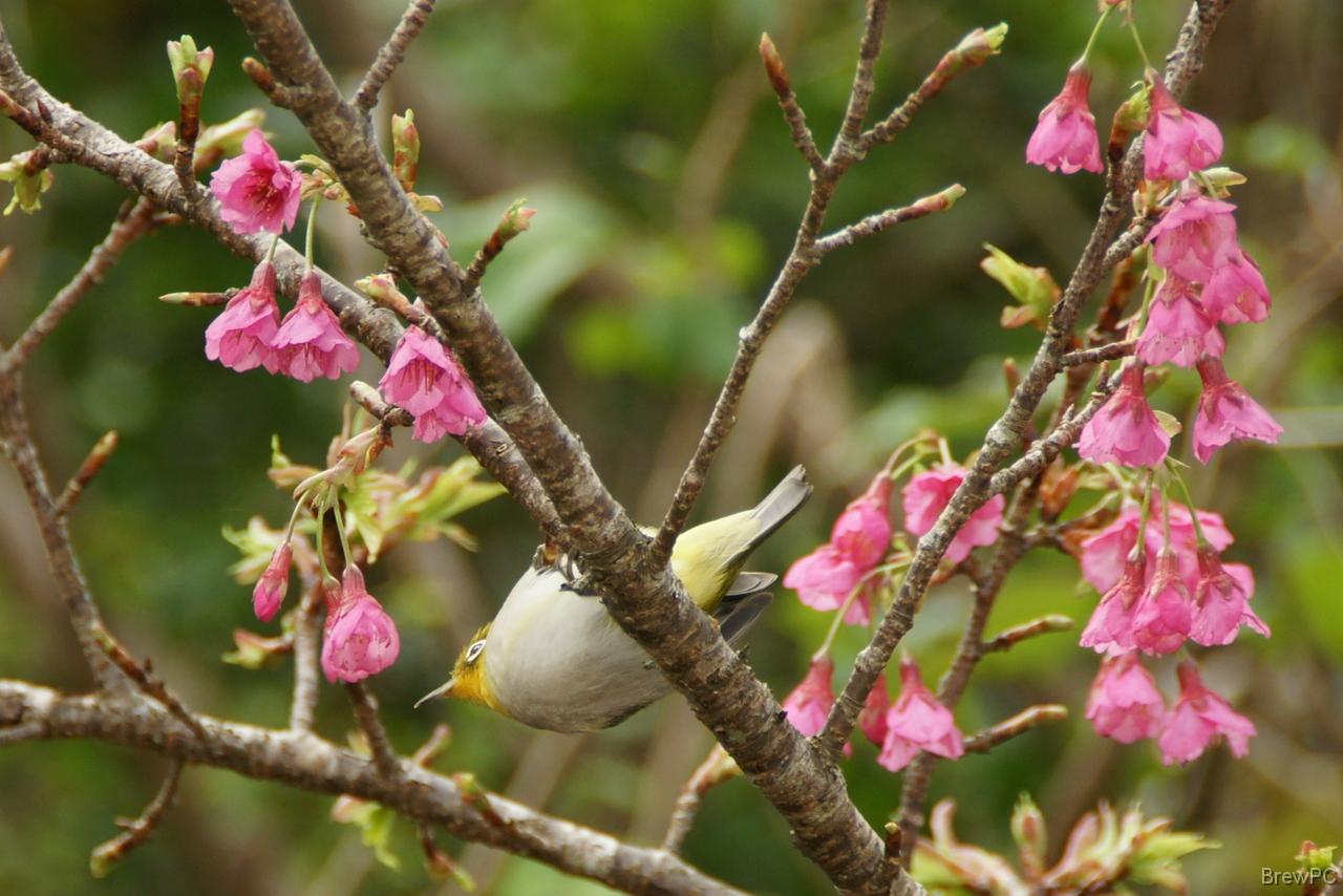 DSC05553 琉球メジロ 本部 八重岳