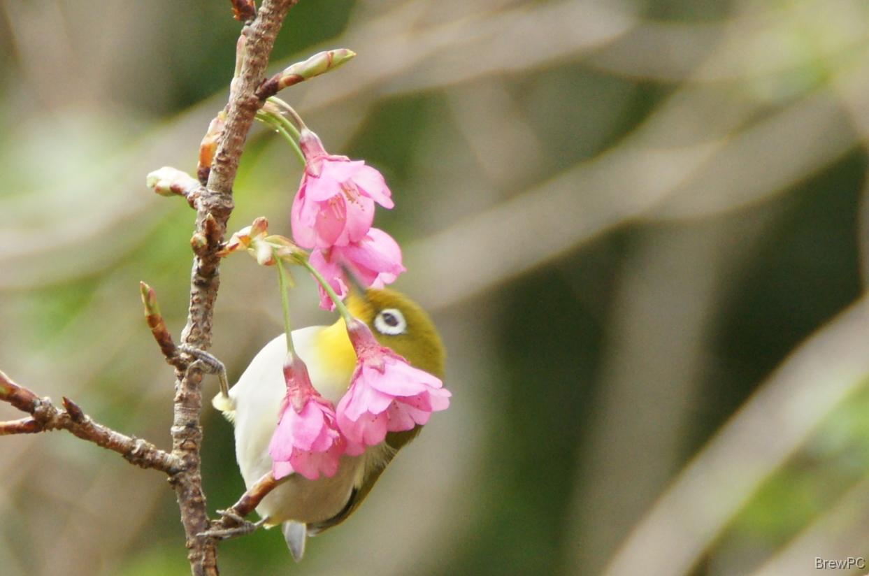 DSC05564 琉球メジロ 本部 八重岳
