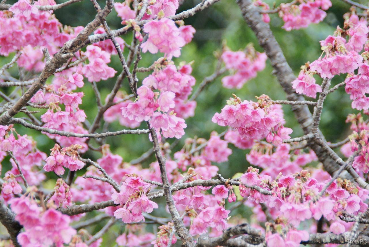 DSC05668 緋寒桜 本部 八重岳