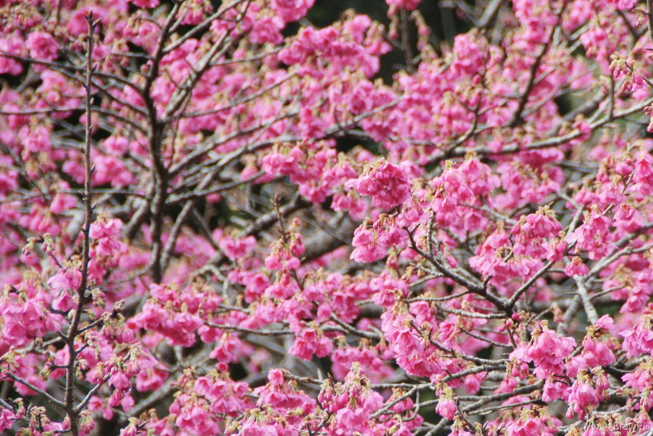 DSC05733 緋寒桜 本部 八重岳