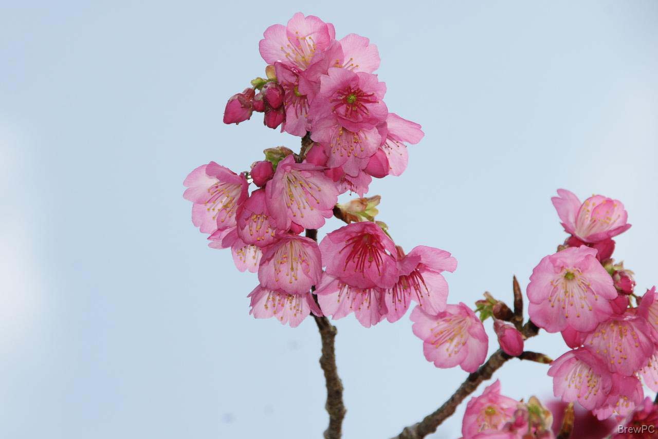 DSC05737 緋寒桜 本部 八重岳