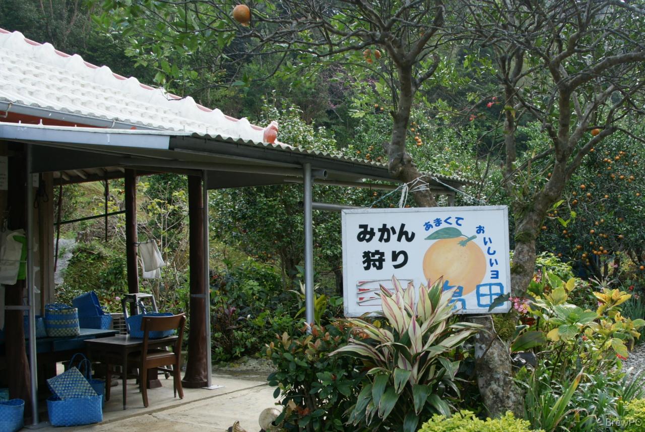 DSC05790 沖縄のみかん「タンカン」狩り、八重岳