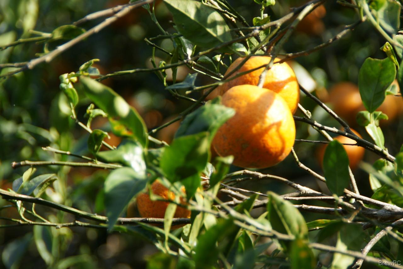 DSC05796 たわわに実った「タンカン」、八重岳