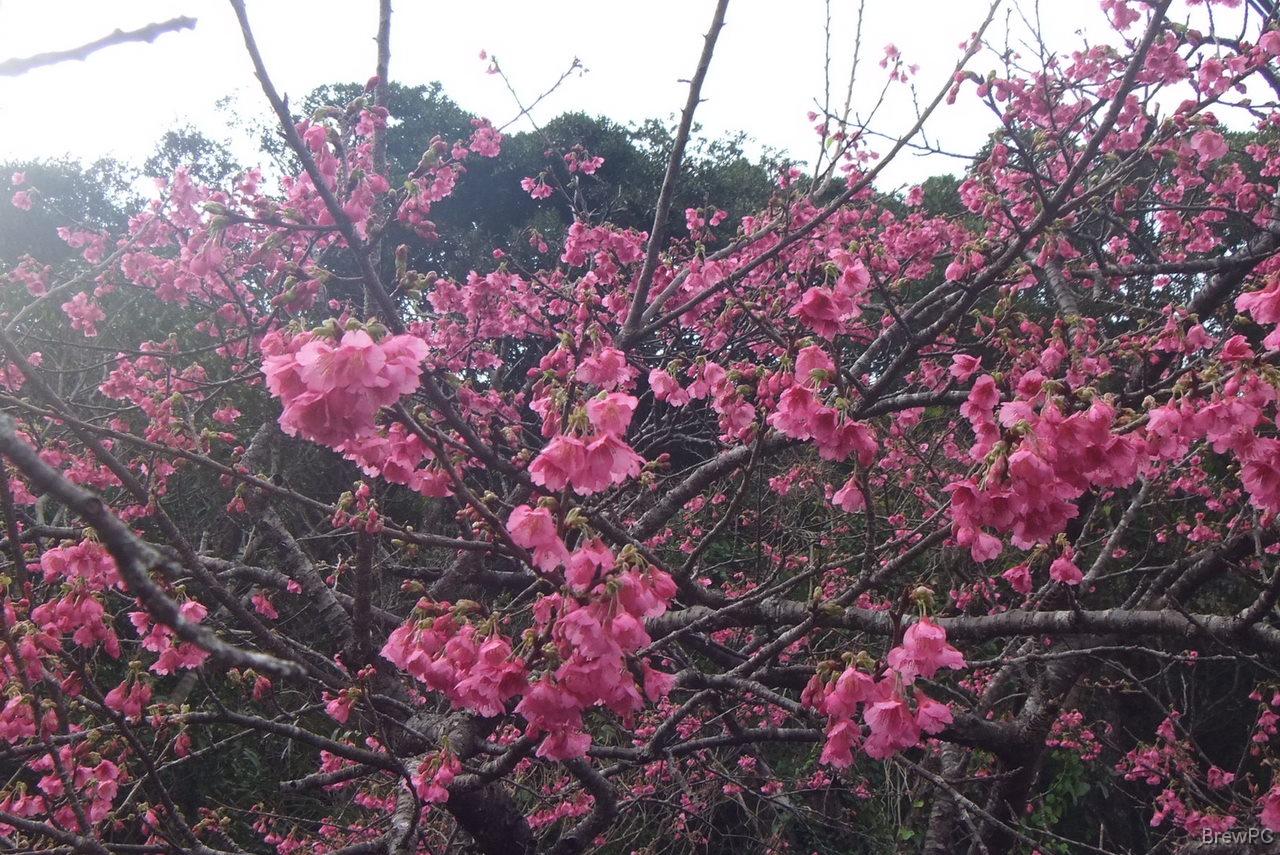 DSCF8058 緋寒桜 本部 八重岳