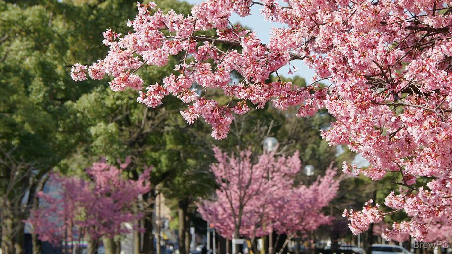 DSC03574 大通り公園