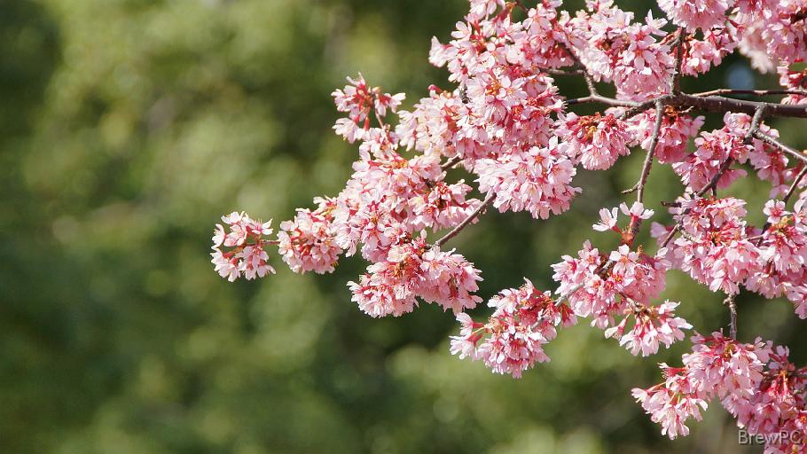 DSC03577 大通り公園