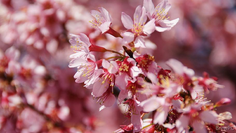 DSC03584 大通り公園