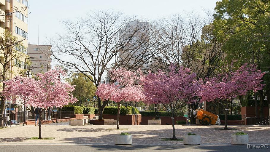 DSC03616 大通り公園
