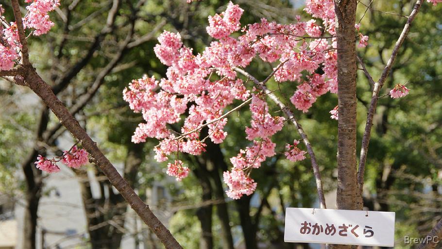 DSC03627 大通り公園