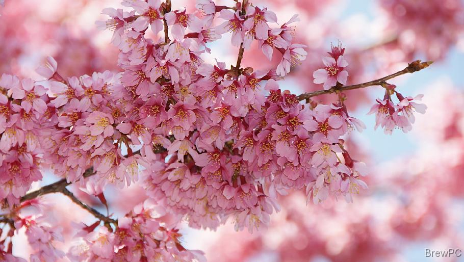 DSC03642 大通り公園