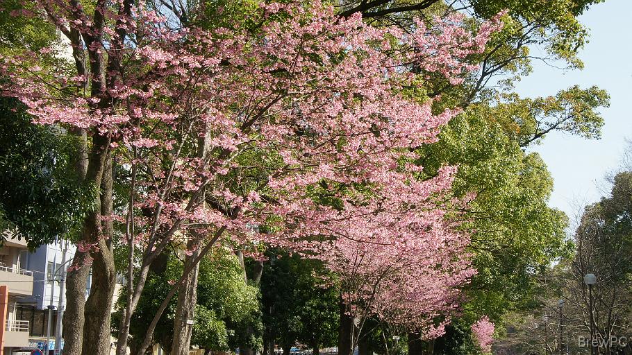 DSC03708 大通り公園