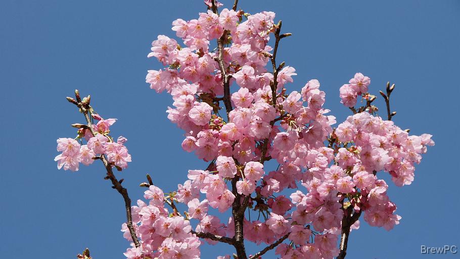 DSC03991 横浜緋さくら(野毛坂)
