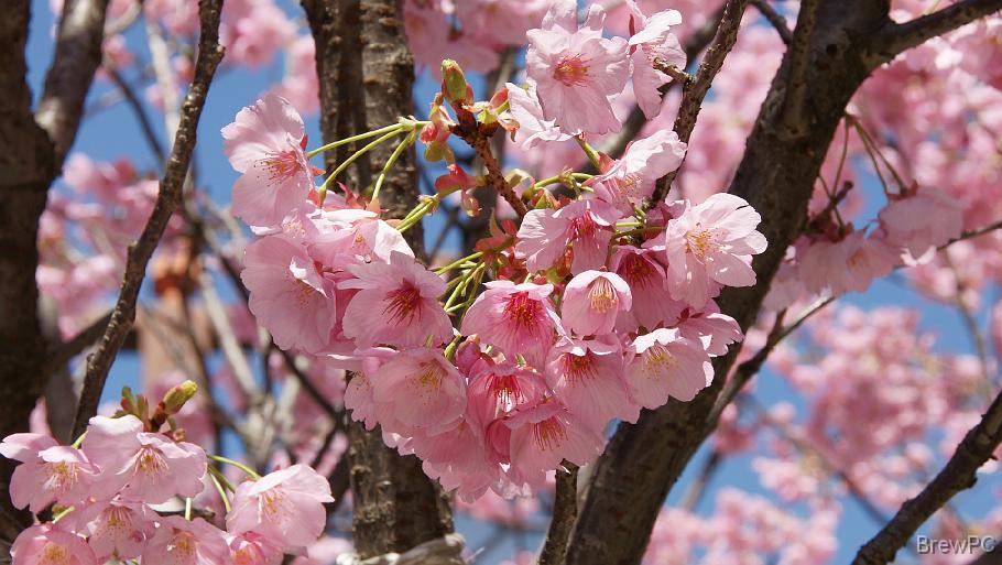 DSC04005 横浜緋さくら(野毛坂)
