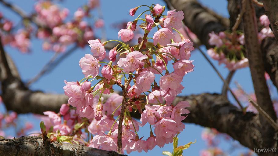 DSC04017 横浜緋さくら(野毛桜通り)