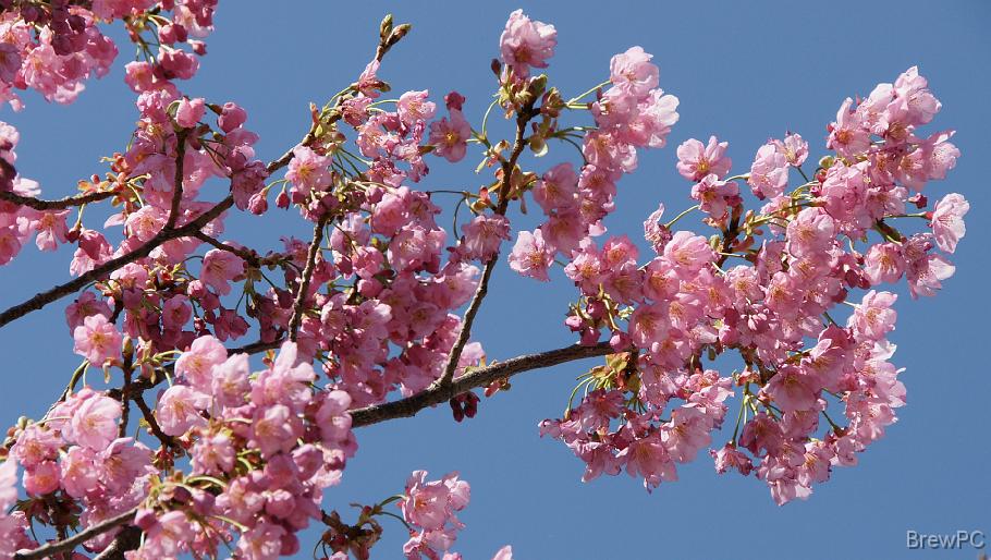 DSC04135 横浜緋さくら(野毛桜通り)