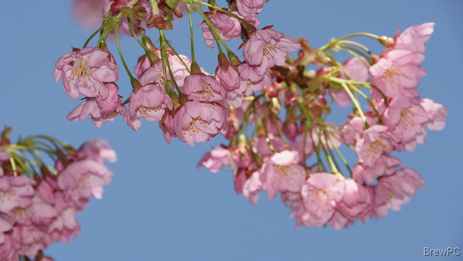 DSC04140 横浜緋さくら(吉田町)