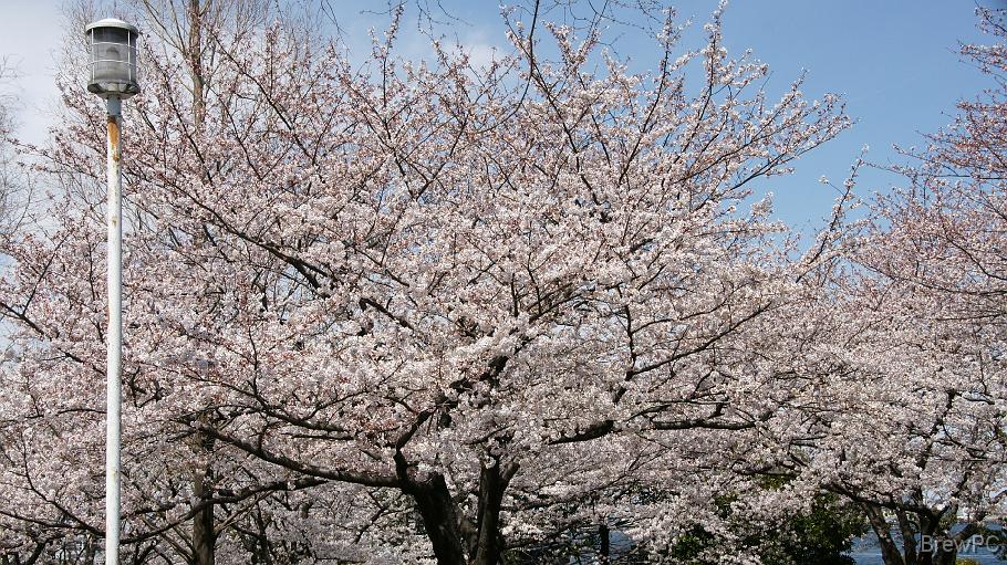 DSC04455 山下公園