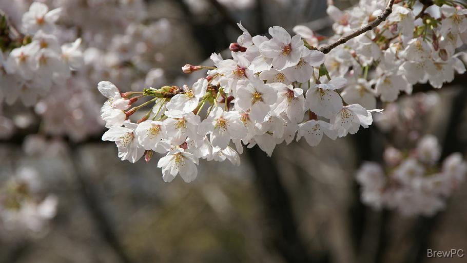 DSC04480 山下公園