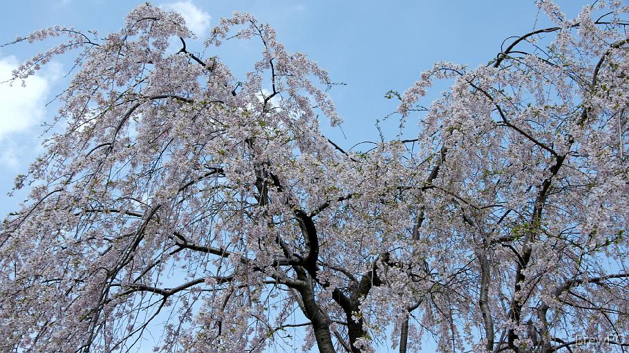 DSC04508 山下公園