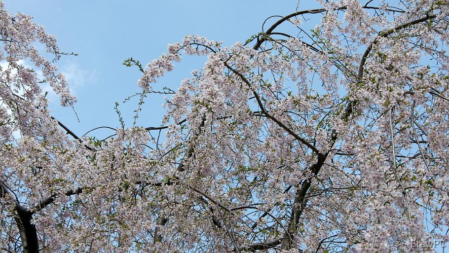 DSC04525 山下公園