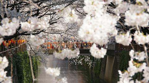 DSC05173 �ڍ���