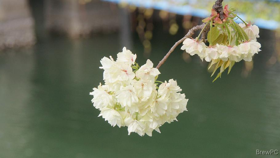DSC06195 宮川橋(大岡川)