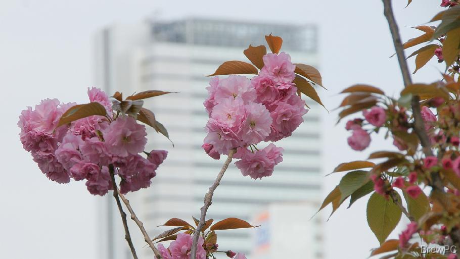 DSC06256 宮川橋(大岡川)