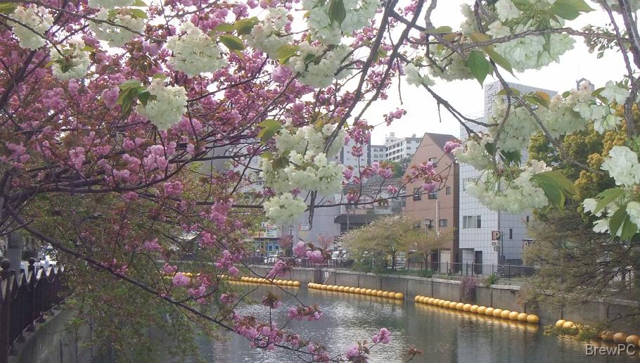 DSCF1688 宮川橋(大岡川)