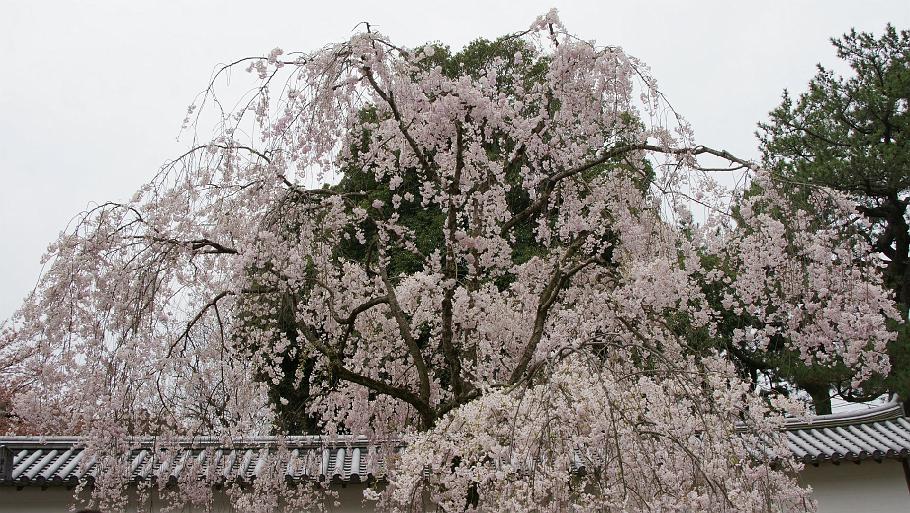 DSC02403.JPG - 醍醐寺