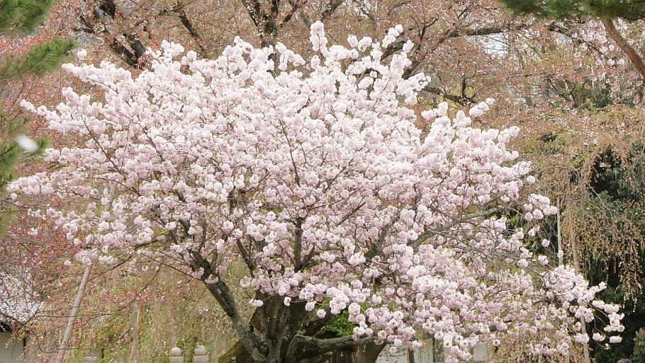 DSC02475.JPG - 醍醐寺