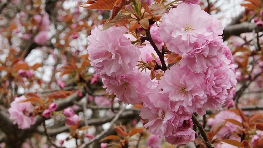 DSC02482.JPG - 醍醐寺