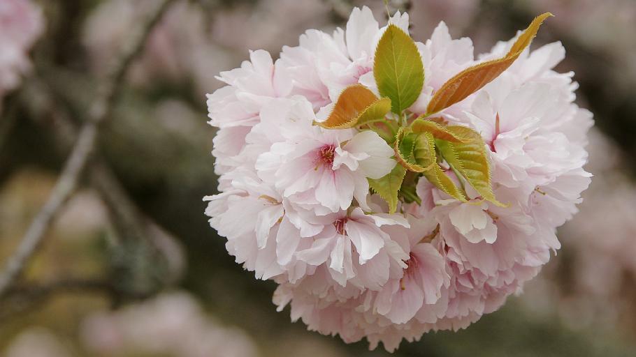 DSC02512.JPG - 醍醐寺