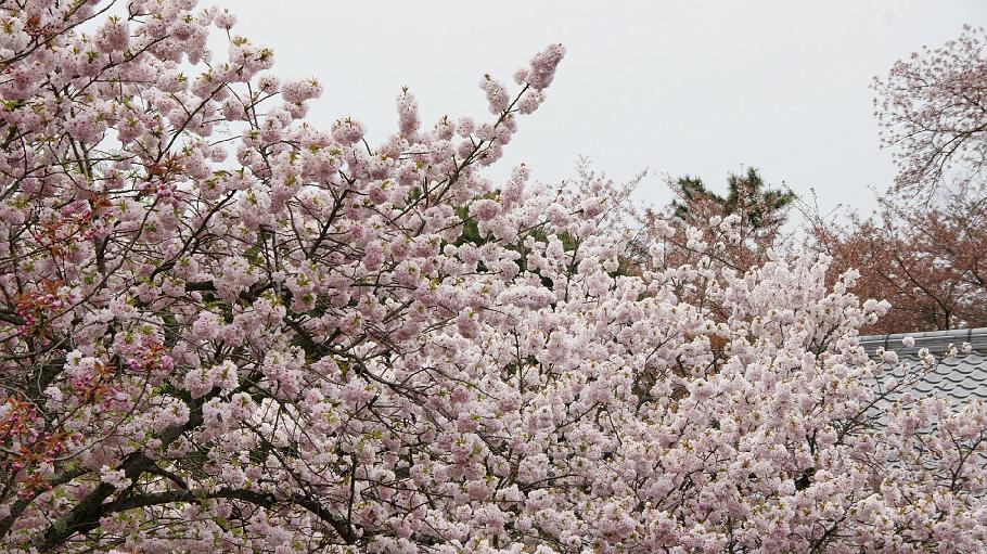DSC02520.JPG - 醍醐寺
