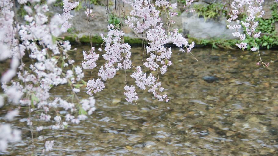 DSC02708.JPG - 祇園白川