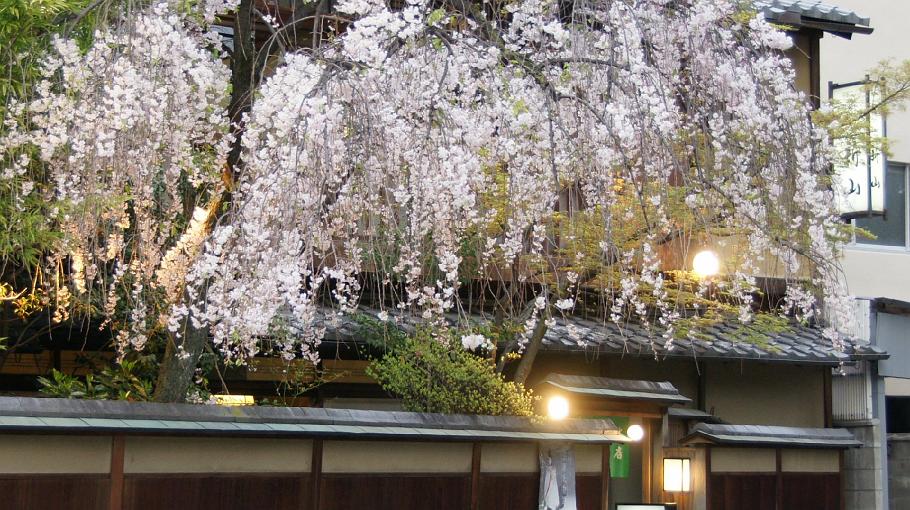 DSC02754.JPG - 祇園白川