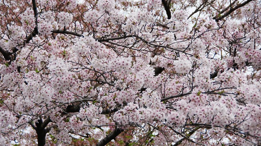 DSC02775.JPG - 祇園白川