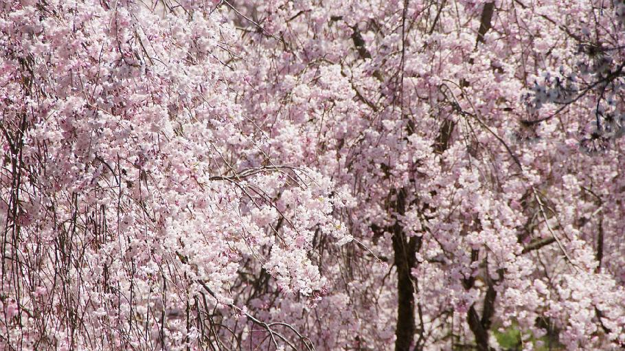 DSC03144.JPG - 原谷苑