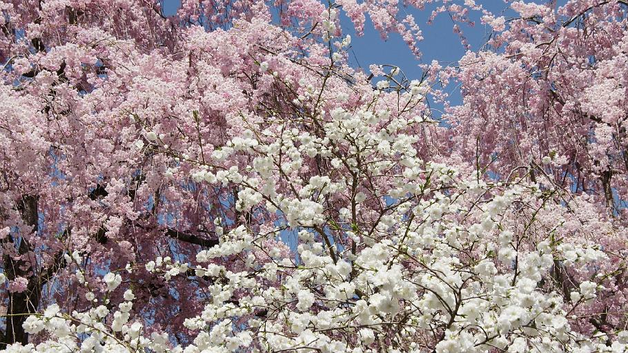 DSC03226.JPG - 原谷苑