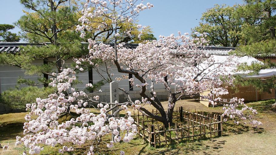 DSC03344.JPG - 仁和寺（おむろ桜）