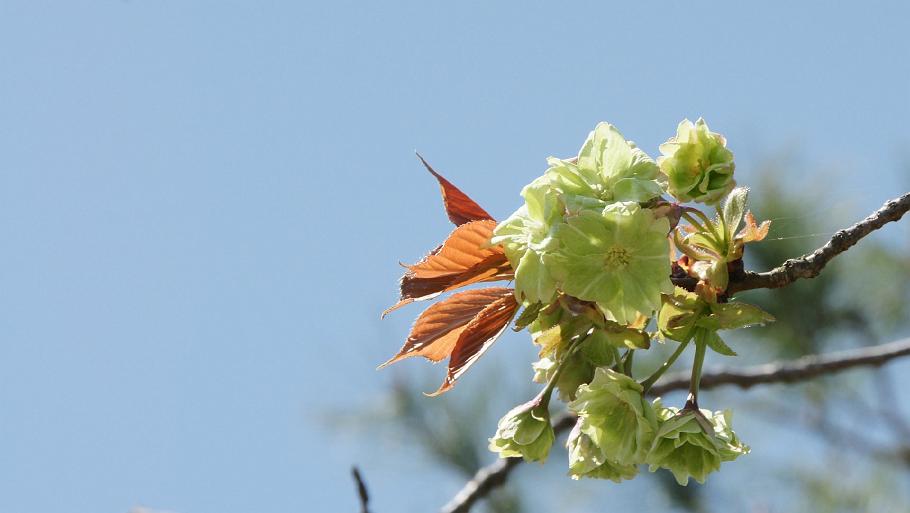 DSC03444.JPG - 仁和寺（御衣黄）