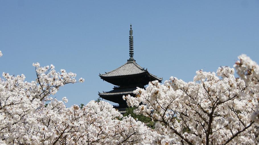 DSC03471.JPG - 仁和寺（おむろ桜）