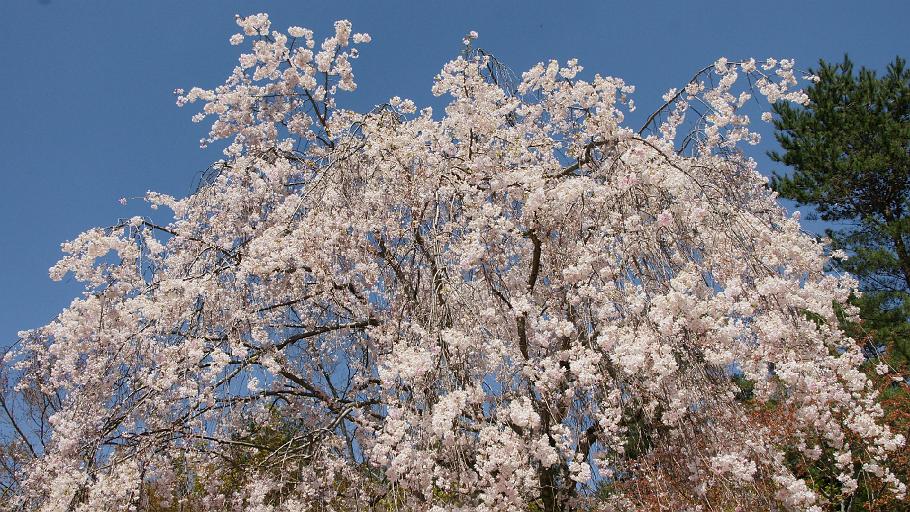 DSC03500.JPG - 仁和寺