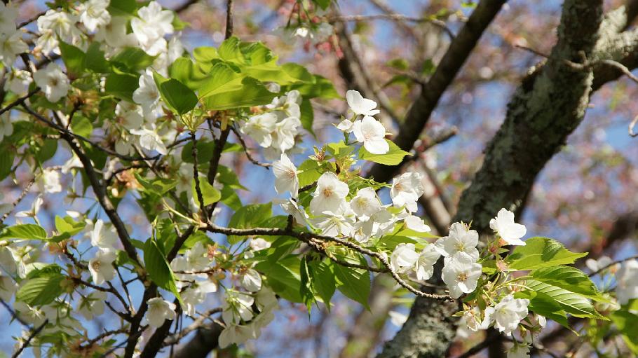 DSC03589.JPG - 哲学の道