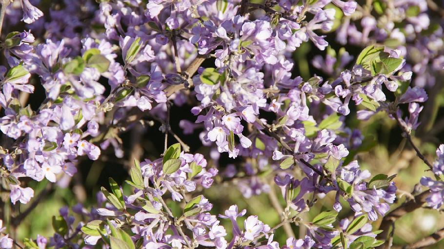 DSC03609.JPG - 哲学の道（長寿桜）