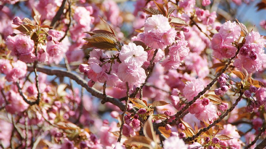 DSC03612.JPG - 哲学の道