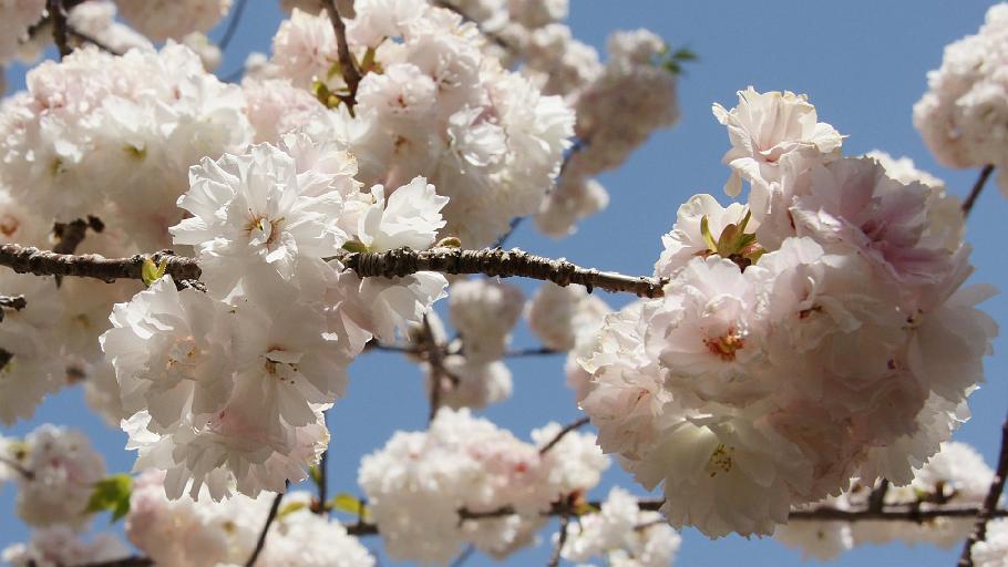 DSC03884.JPG - 大阪造幣局（蘭蘭）